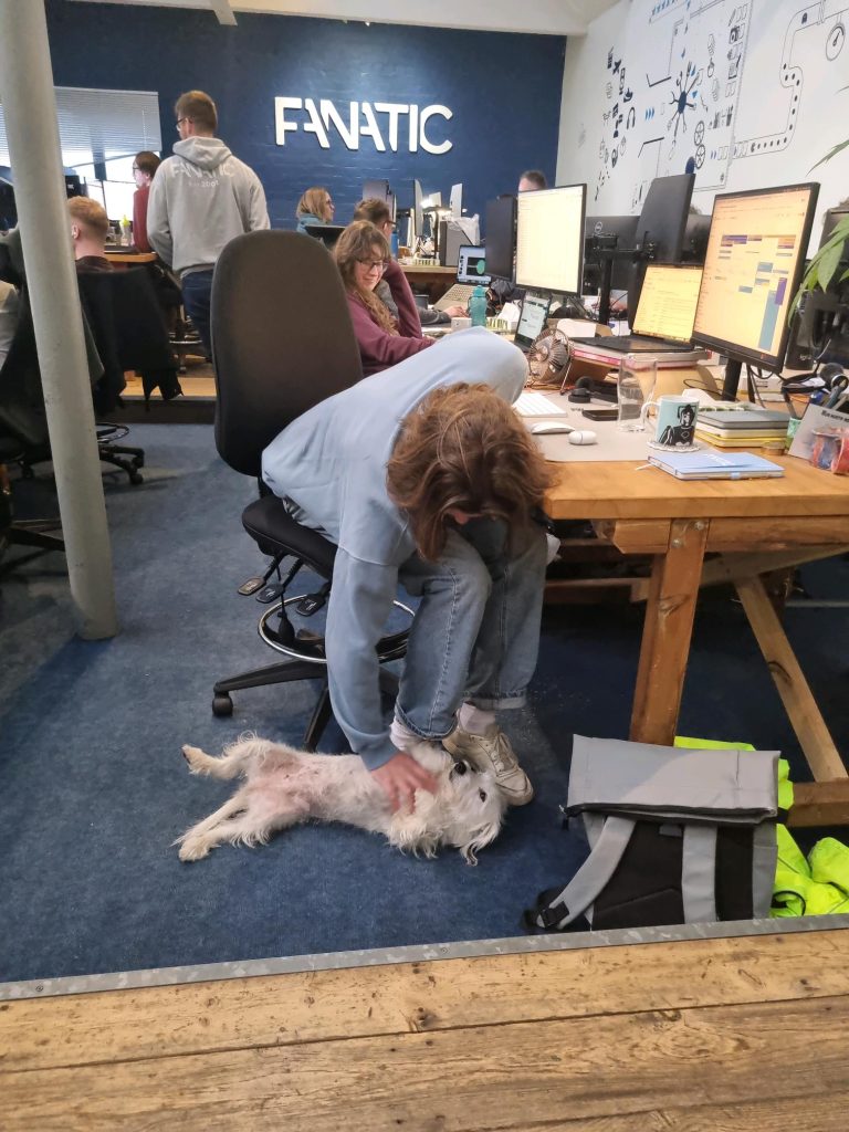Person sitting at a desk in a busy open plan FANATIC office, bending down from their chair to rub the belly of a small white dog lying on its back on the blue carpet.