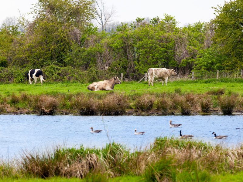 Water with cows and ducks