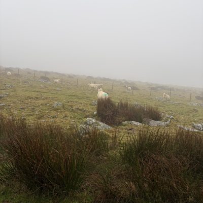 A foggy rural hillside with short grass, scattered rocks, and clumps of brown-green ferns in the foreground, with several white sheep grazing near a wire fence that fades into the misty background.